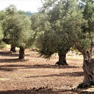 השתלמות 6614 - שעב – פנינה על נחל חילזון - 9.7.26