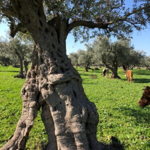 השתלמות 6692 - אל יער שגב- התיישבות, חקלאות ויצירה מימי שלמה ועד המצפים בגליל - 30.4.27