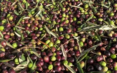 קטגורית בתי בד